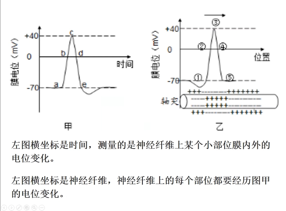 为了维持两侧离子浓度差,神经细胞会通过膜上钠钾泵,以主动运输方式