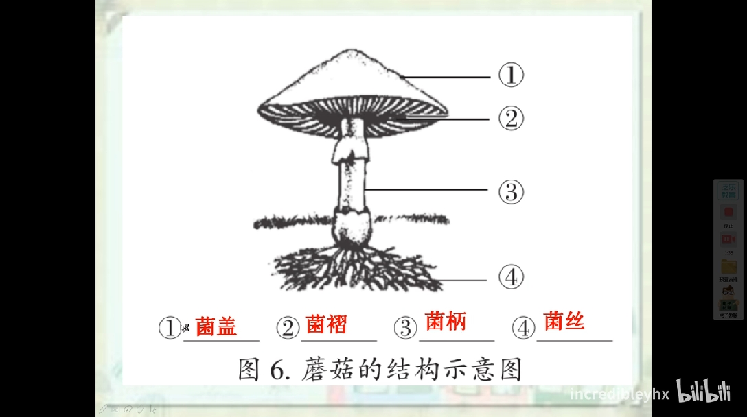 蘑菇结构示意图