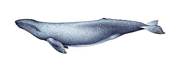 别名:克鲸,掘贝者,弱鲸简介:灰鲸(学名:eschrichtius robustus)隶属于