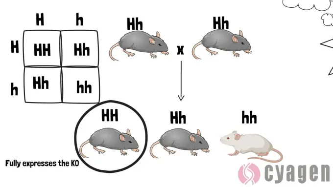 什么是基因敲除小鼠