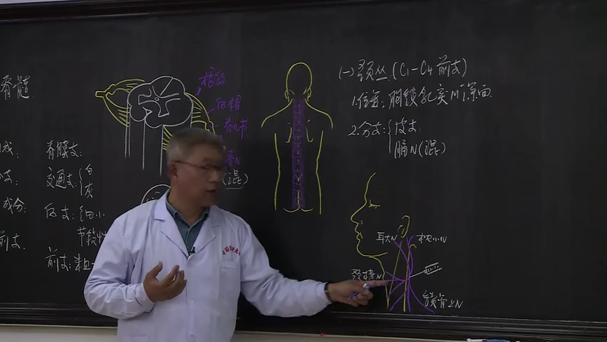 霍琨老师-人体解剖学-系统解剖学全集【59级全集·更新完结 哔哩