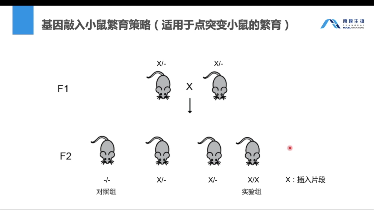 基因修饰小鼠饲养繁育及基因型鉴定策略解析