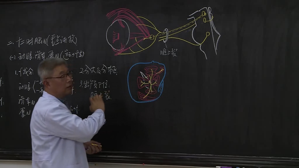 中国医科大学手绘解剖学教学霍琨老师59集全