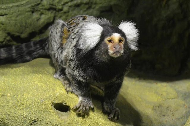 亮记生物鉴定网络热传生物鉴定33