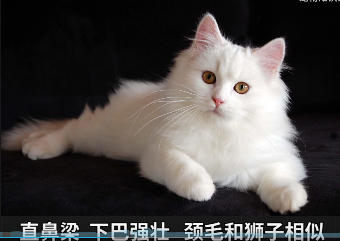 白猫,山东狮子猫又名临清狮子猫,波斯猫与鲁西狸猫的后代,通常为鸳鸯