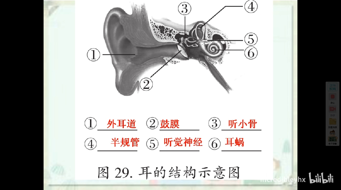 初中生物常考重点图形