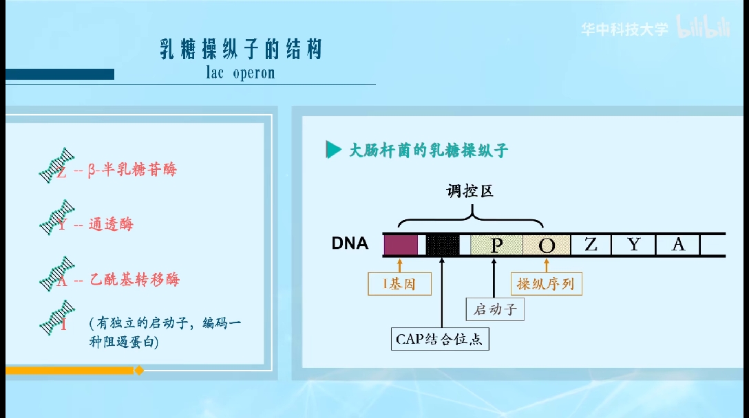 2 cap的正向调节乳糖操纵子是弱启动子,被rna-pol结合后,还需cap活化.