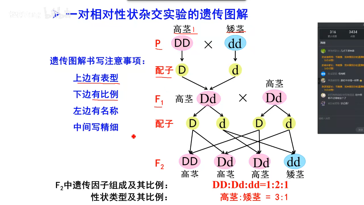 一对相对性状杂交实验图解