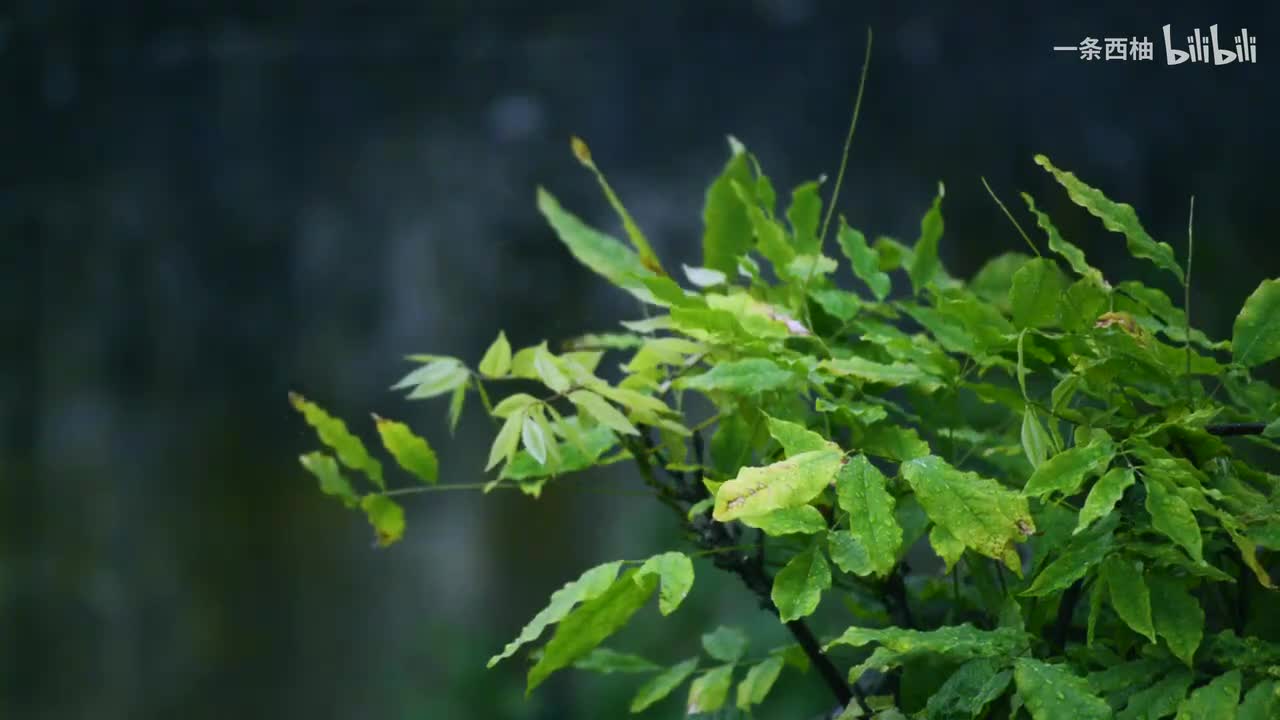 雨中氛围感 (46)