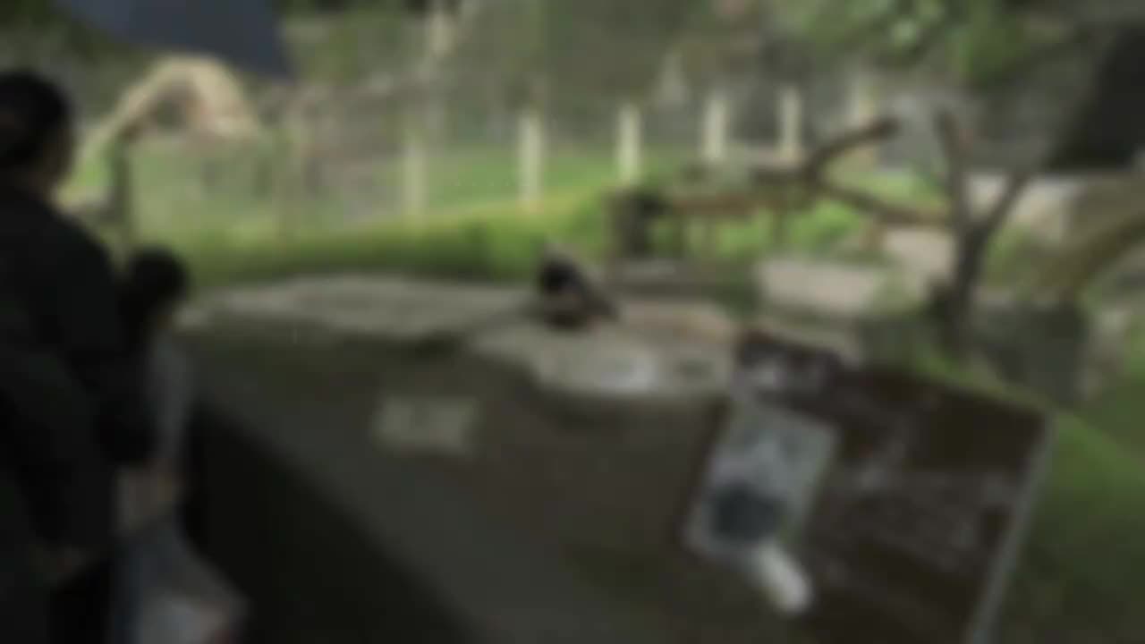 066-Longevous Giant Panda “百岁”寿星