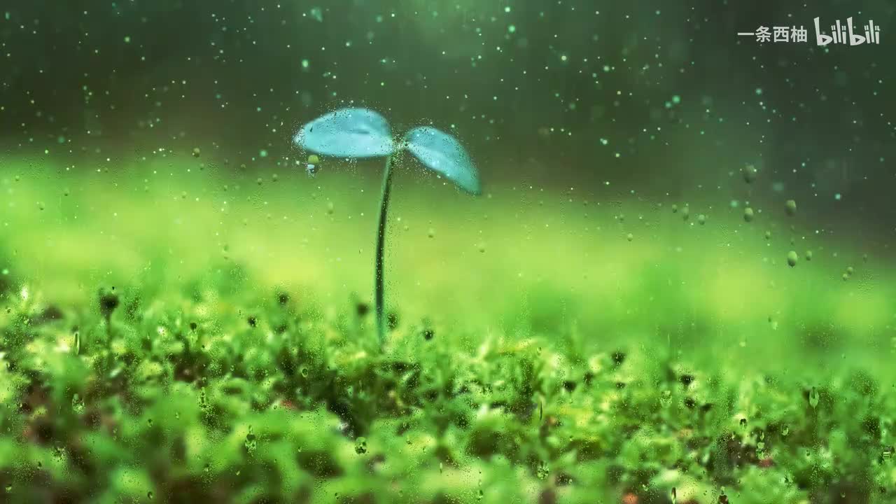 雨中氛围感 (3)