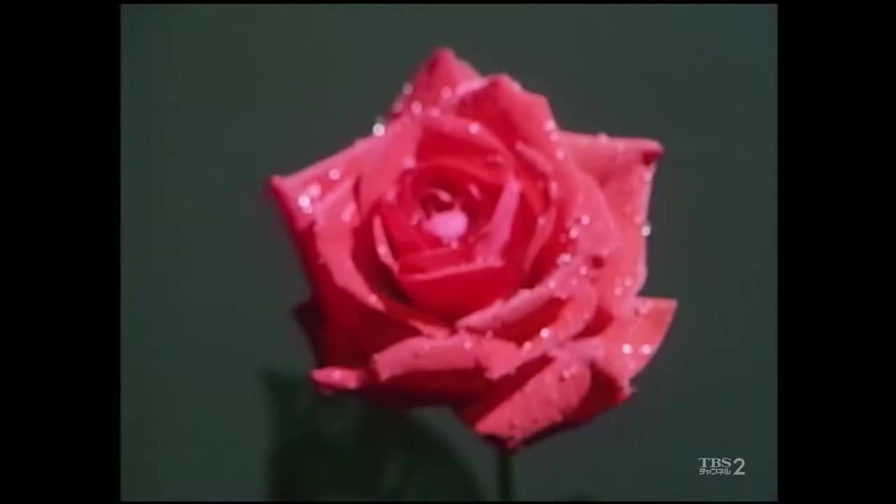 薔薇王（1989年-第10部）