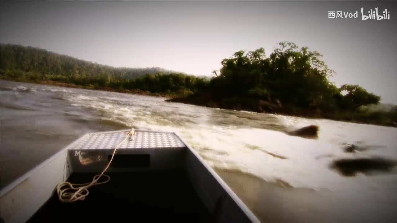 亚马孙河食人鱼