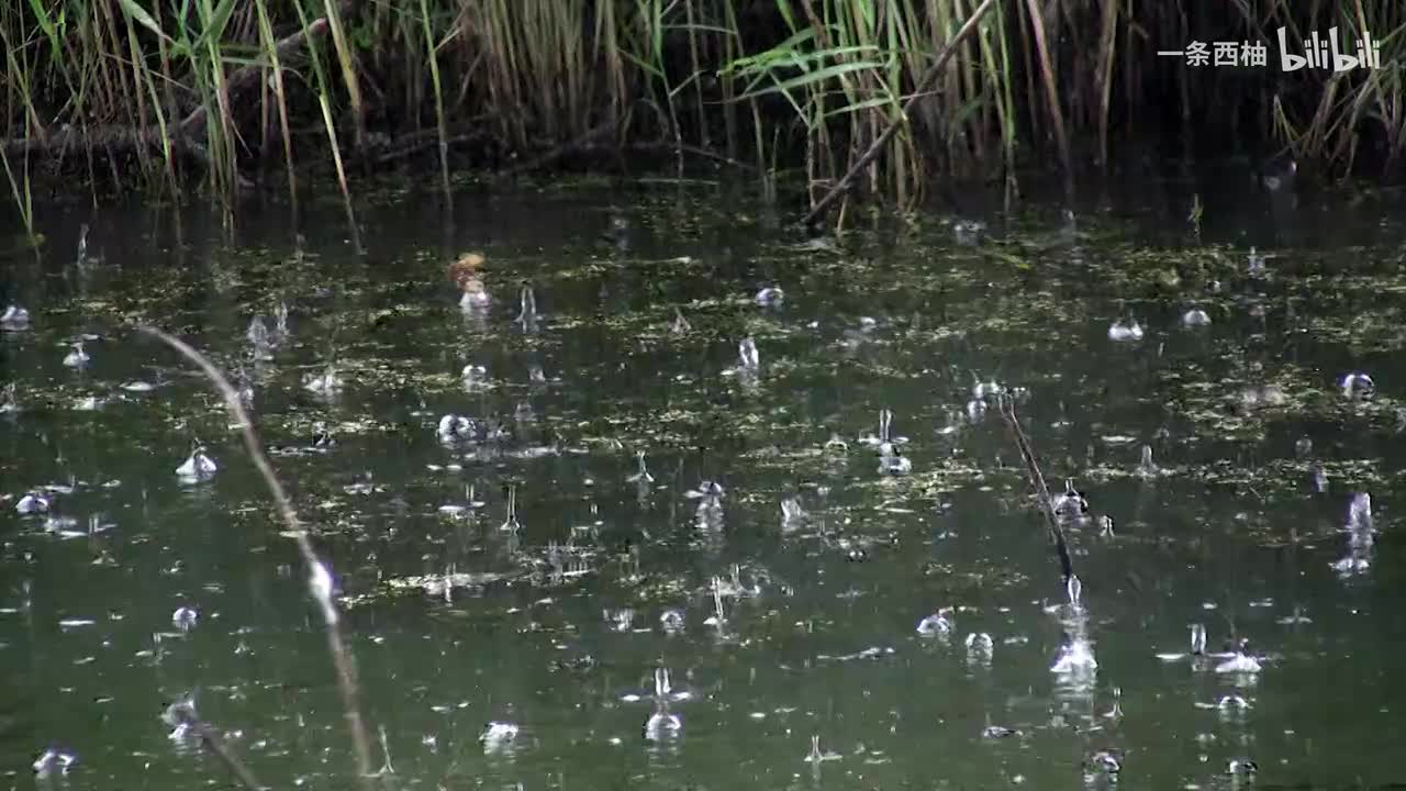 雨中氛围感 (59)