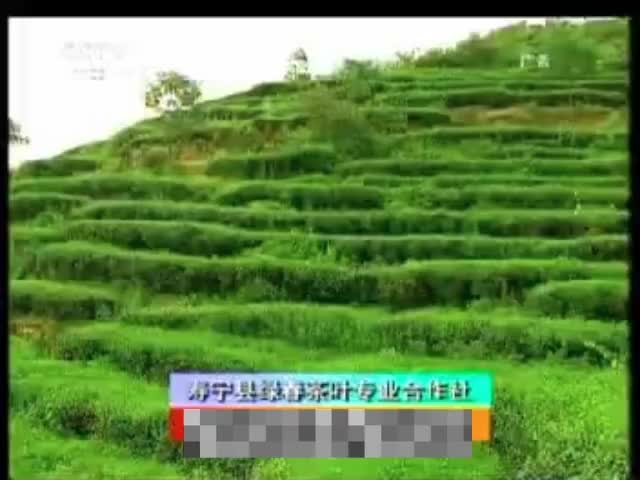 绿春茶叶 2012.9.14