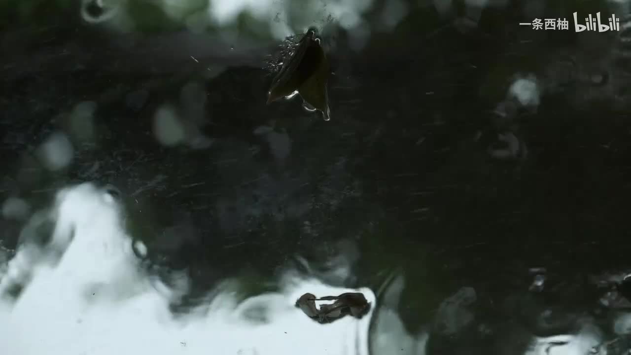 雨中氛围感 (48)