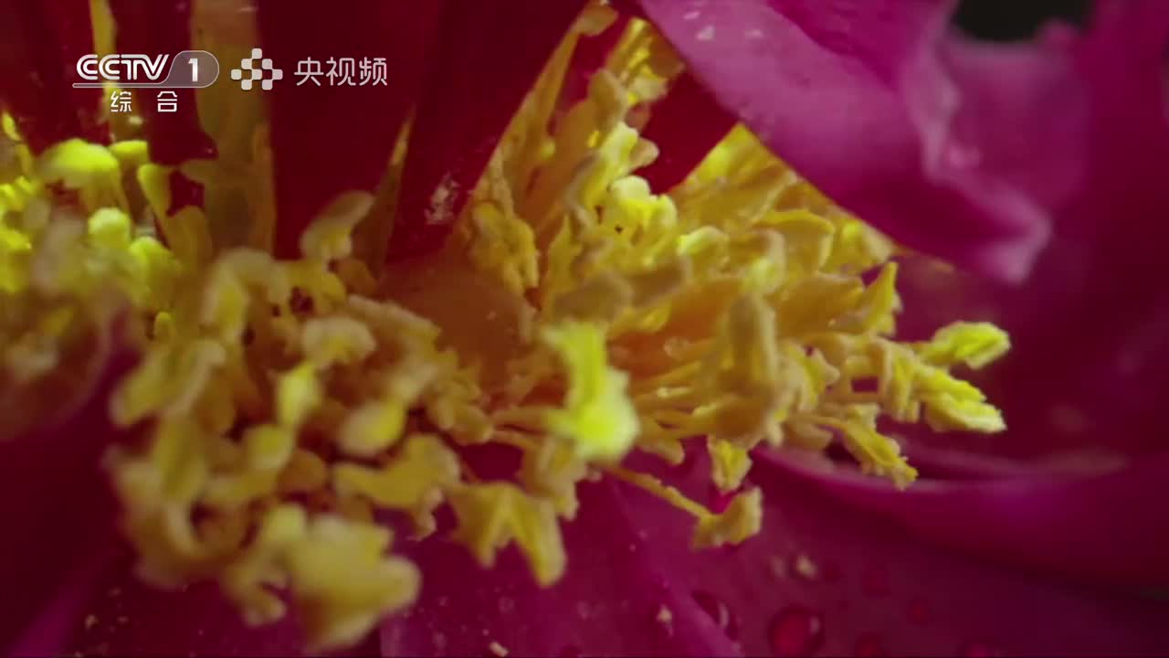 第4集：药中国老 甘草