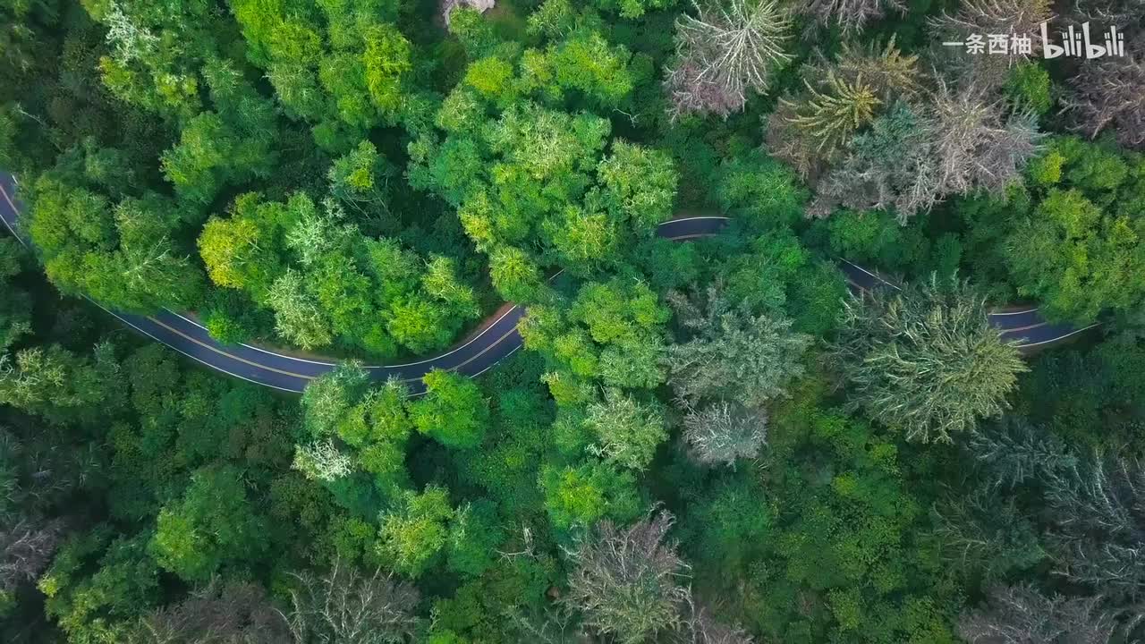 航拍森林公路路过汽车