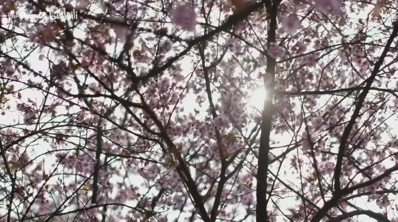 知否解读7｜胎大难产｜处心积虑设阴谋，绝望痛苦赴死局