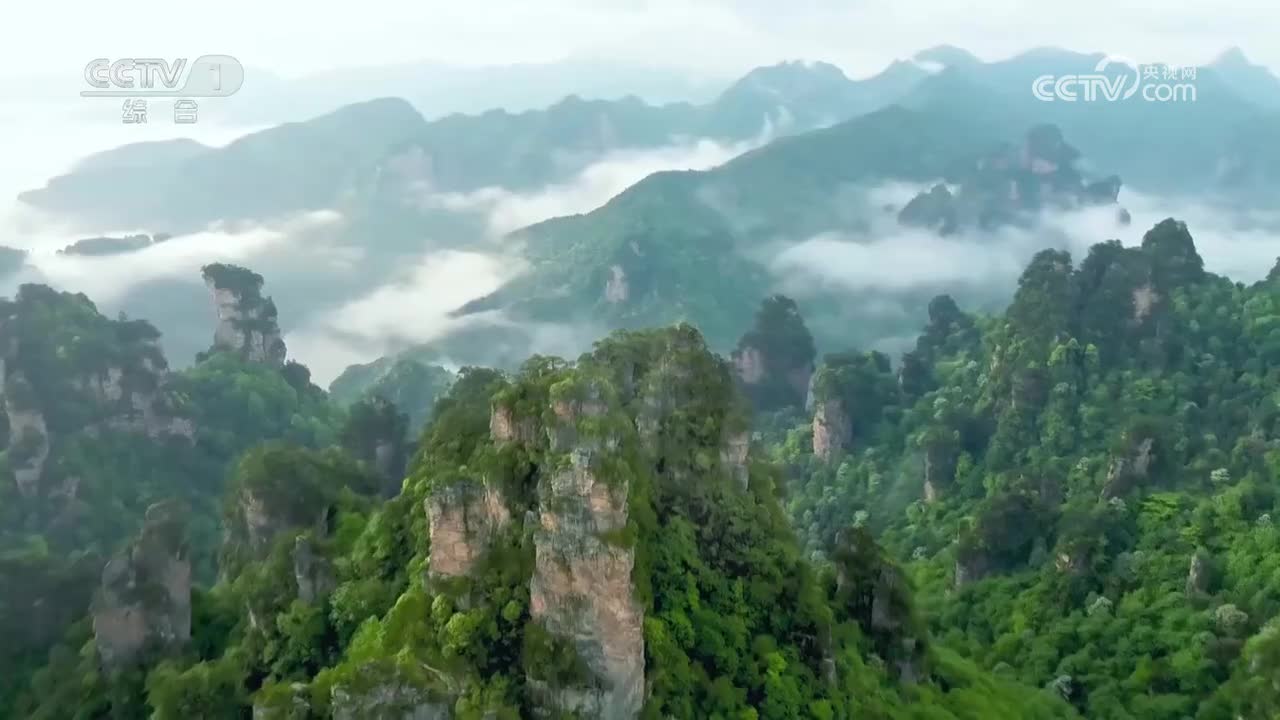 桑植闽楠王