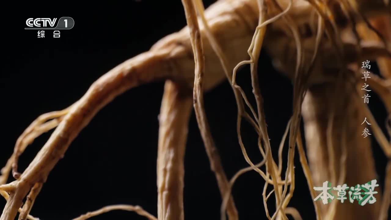 服用人参真的可以起死回生吗？走进长白山密林深处，揭秘 “百草之王”的前世今生《本草流芳》 第1集 瑞草之首 ｜ CCTV「本草流芳」_1080p