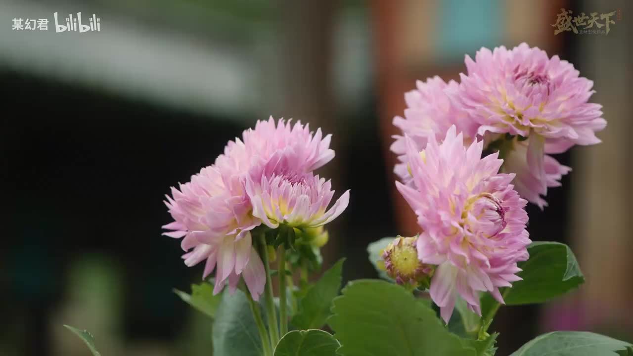 【第十五集】生死时局（下）