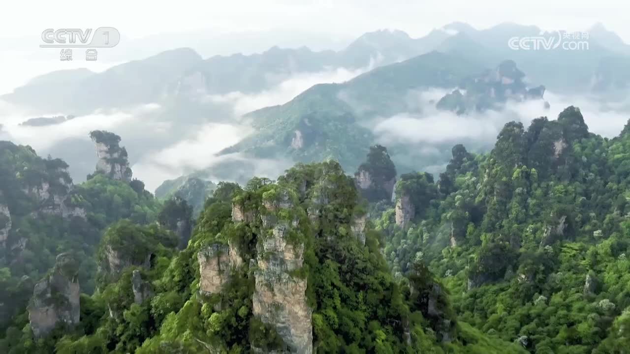 永嘉古柏