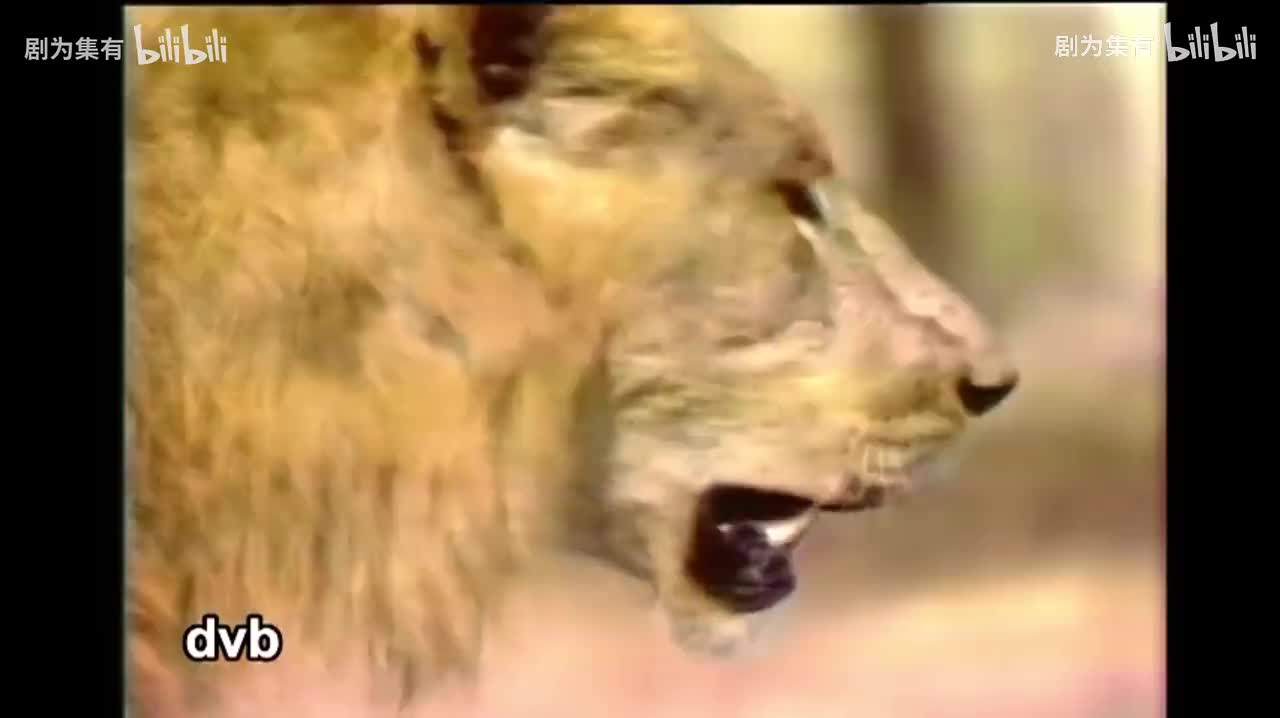 1980-狮子的时代1