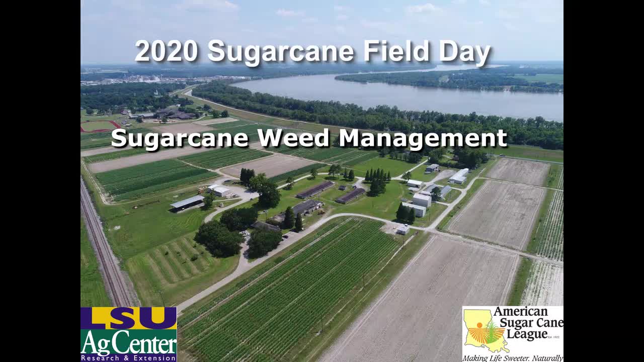 Sugarcane Weed Management