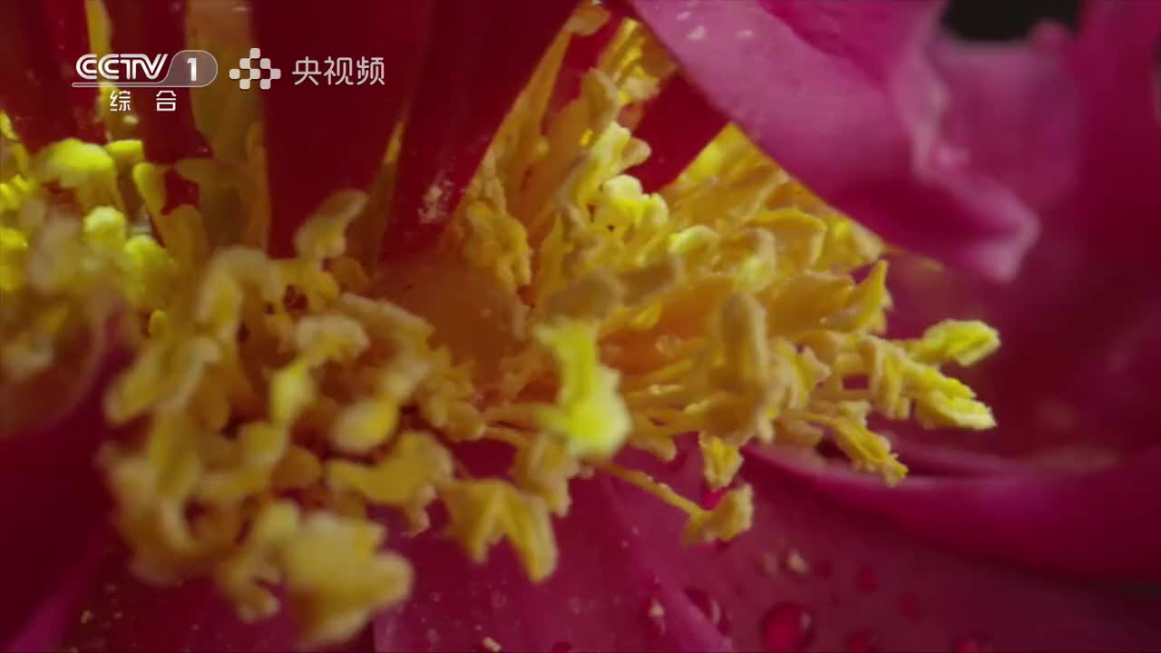 第8集：南山有杞 枸杞