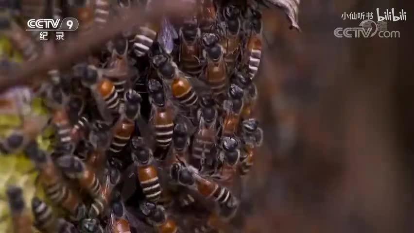 6.昆虫的盛宴：群居的生活（2）