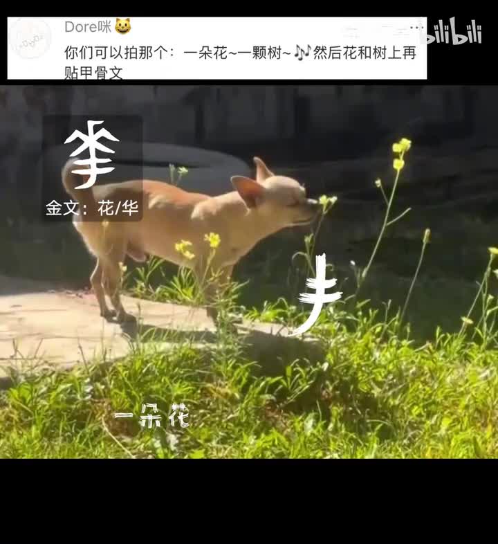 一朵花一棵树
