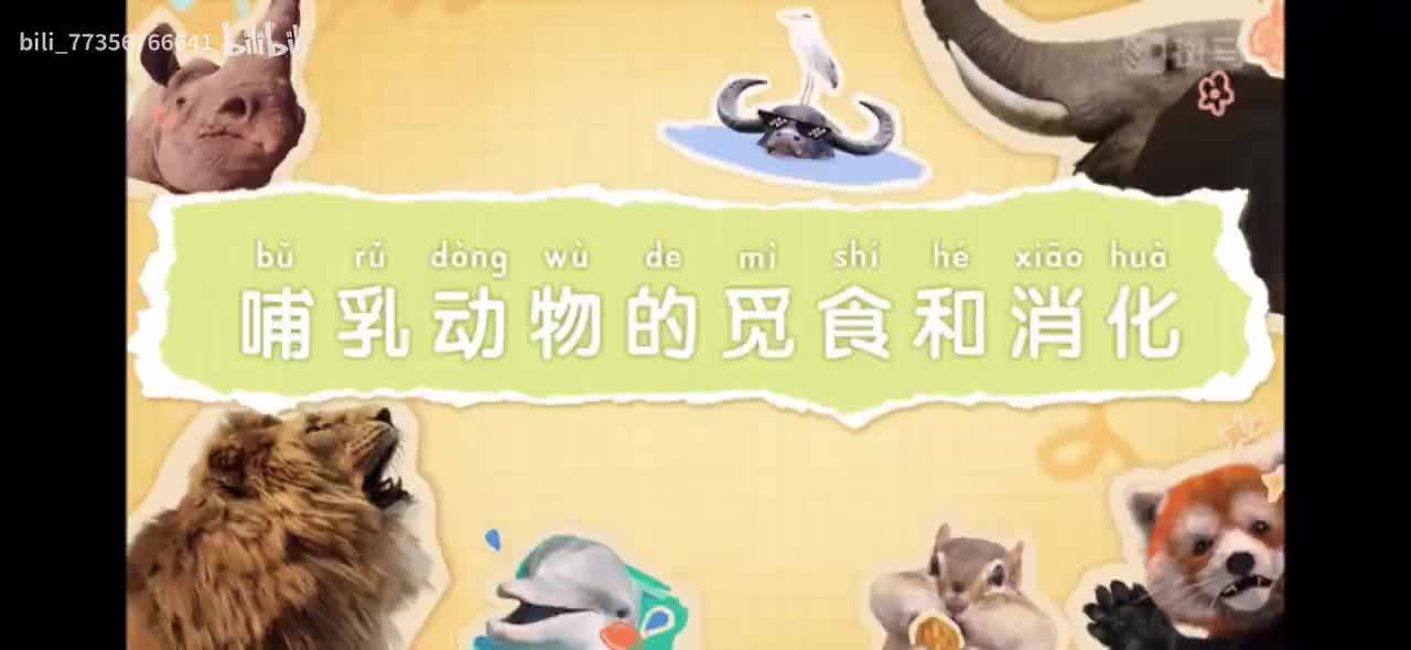 【百科启蒙动画】 B站更新最多的百科动画 搞定儿童科学启蒙 P6：06-哺乳动物的觅食和消化