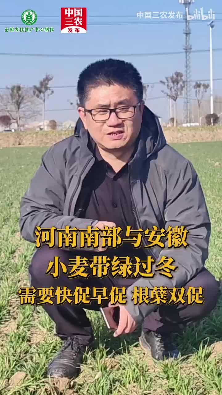 河南南部与安徽小麦带绿过冬快促早促 根蘖双促