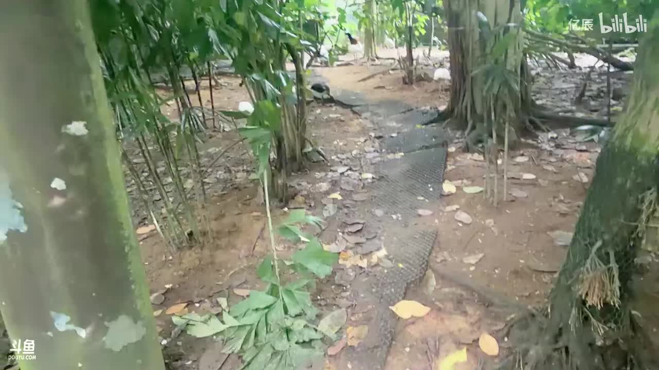 纳豆nado-五点左右来哦，去河川生态园捏【白银双倍】-2025年11月20日17点23分