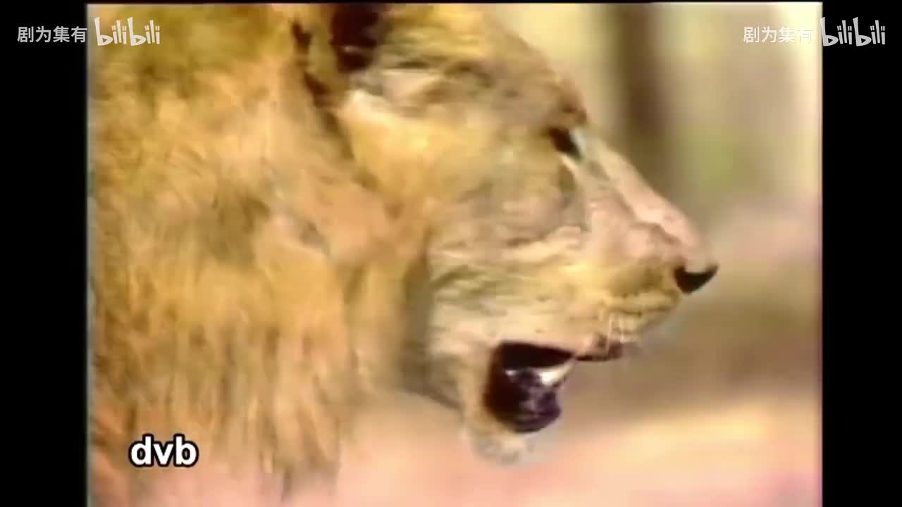 1980-狮子的时代2