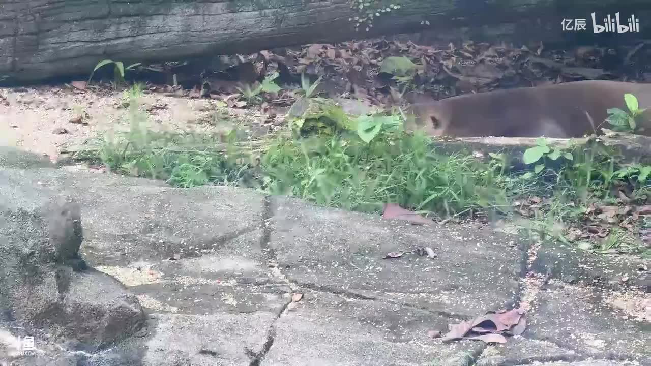 纳豆nado-五点左右来哦，去河川生态园捏【白银双倍】-2025年11月20日17点01分