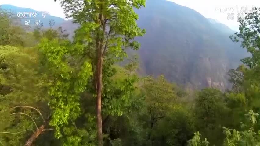 2.昆虫的盛宴：独行的猎手（2）