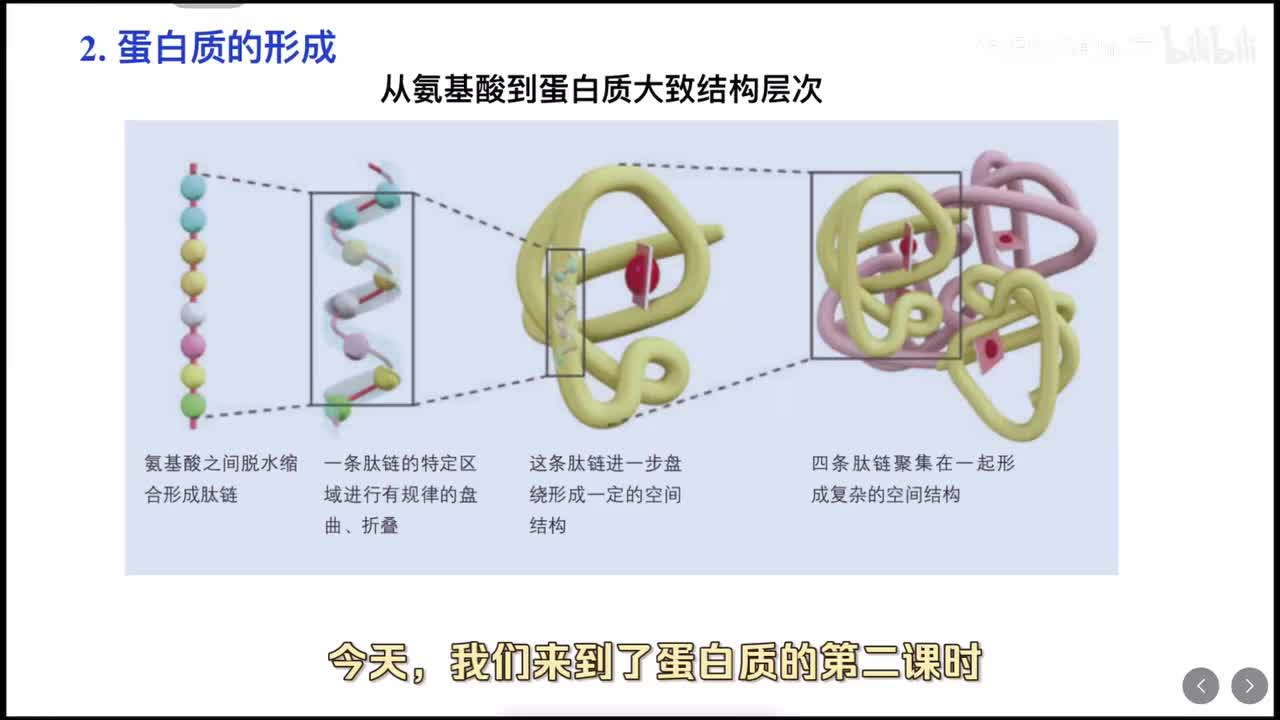 2.4 蛋白质（第二课时）