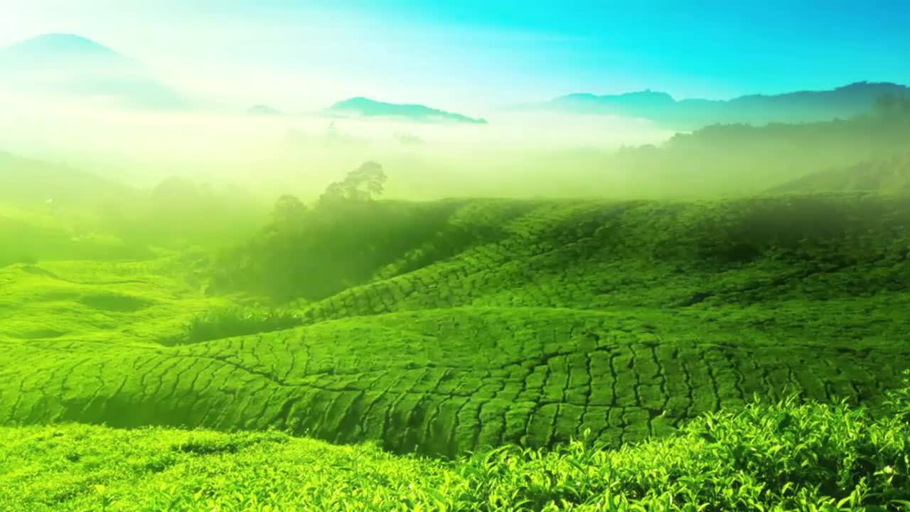 27 进行绿茶玻璃杯茶艺解说