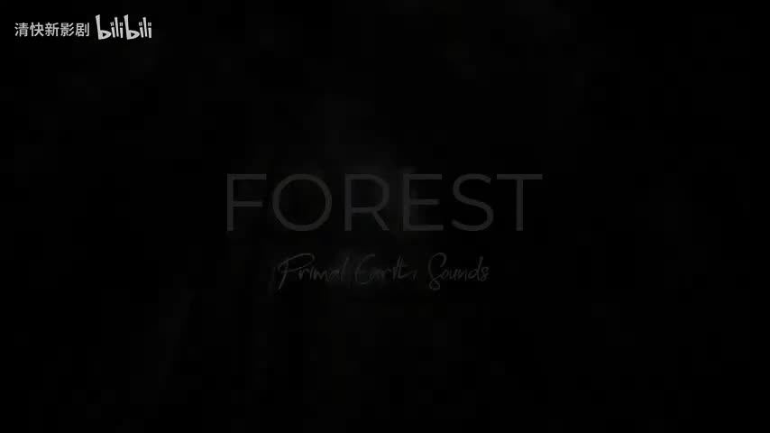 令人叹为观止的森林景观4k与放松音乐