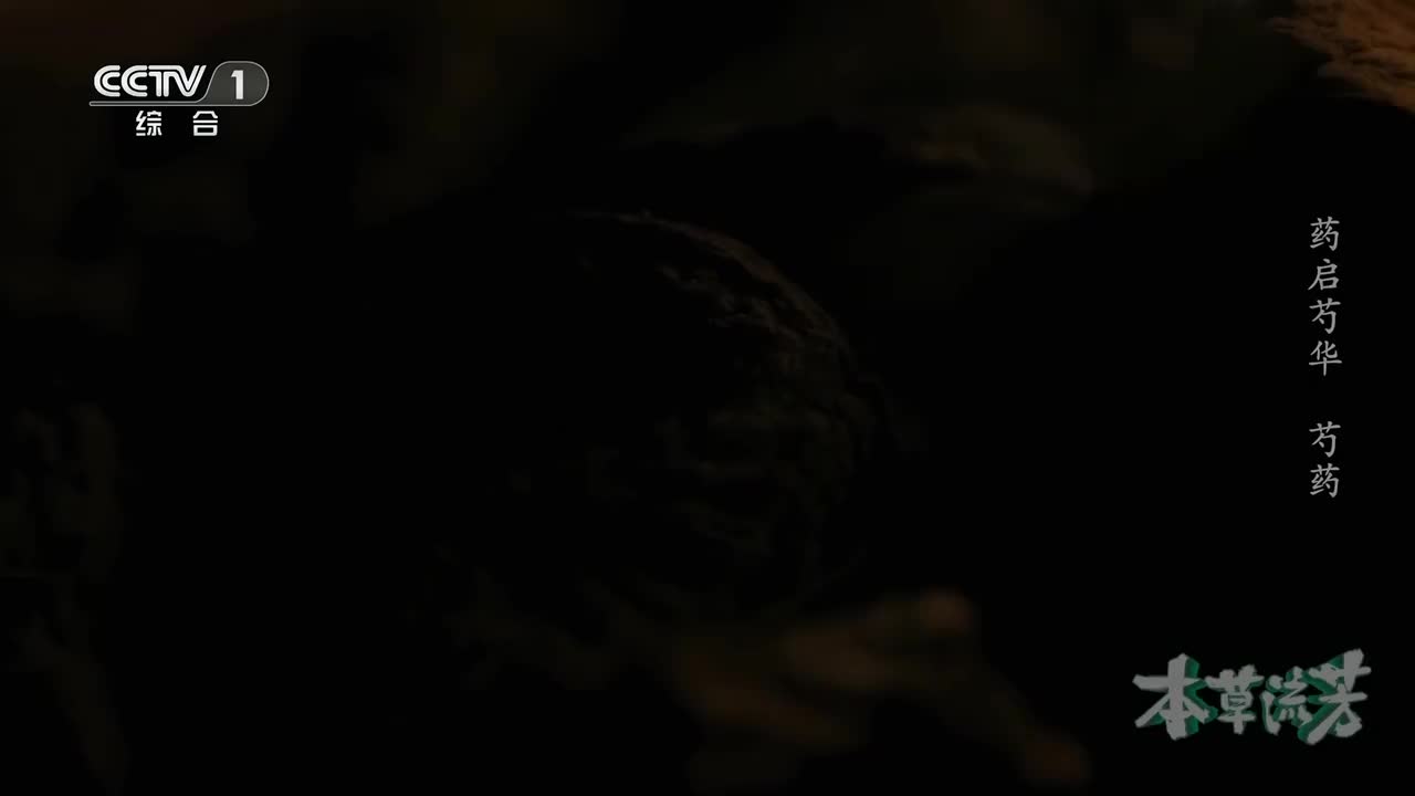 白芍和赤芍有何不同？揭开芍药“一种植物两味药”的神奇之谜《本草流芳》 第3集 药启芍华 ｜ CCTV「本草流芳」_1080p