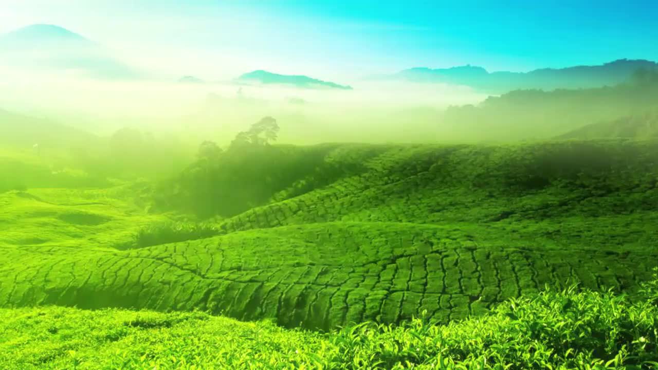 41 进行乌龙茶小壶泡茶艺解说