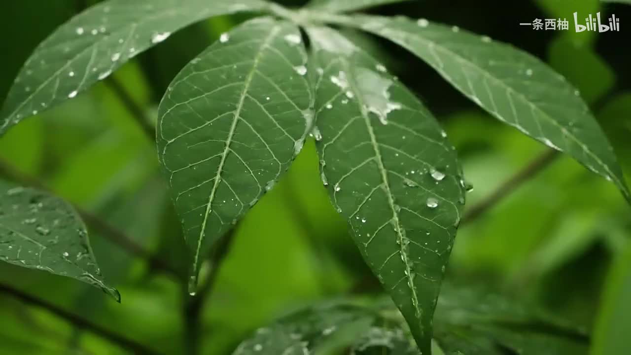雨中氛围感 (84)