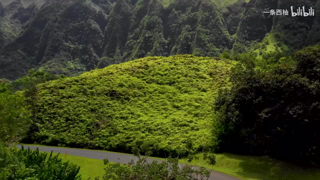 航拍绿色壮阔森林