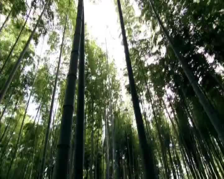 春秋祭：第38集