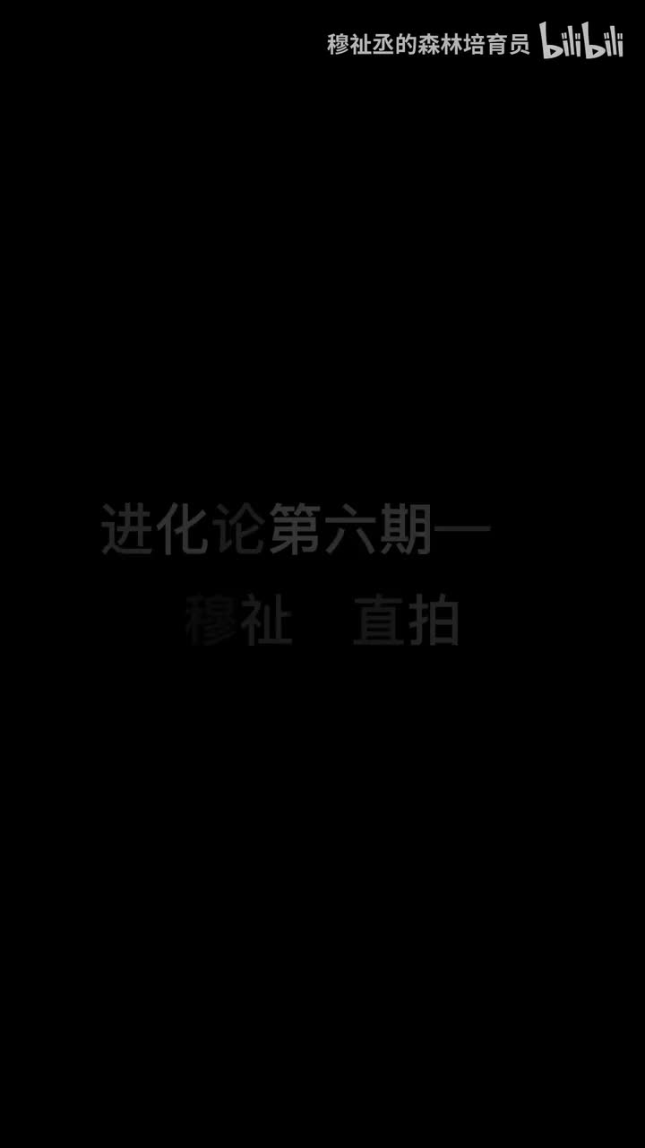 超级偶像(直拍)