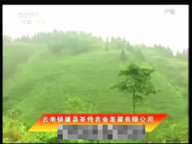 茶母 2012.9.26