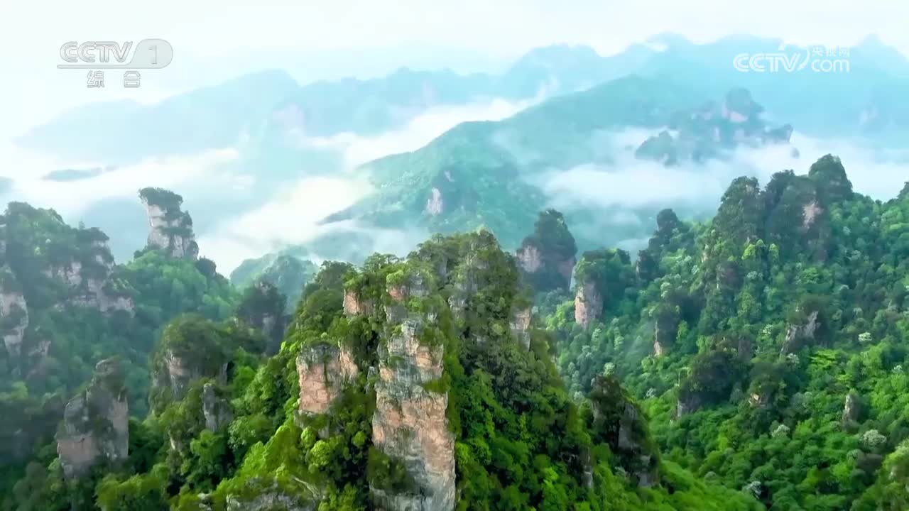 城步杉木王