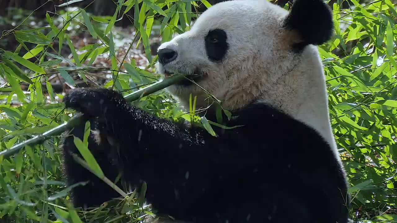 013-小熊猫和妈妈学爬树 (四川卧龙自然保护区)